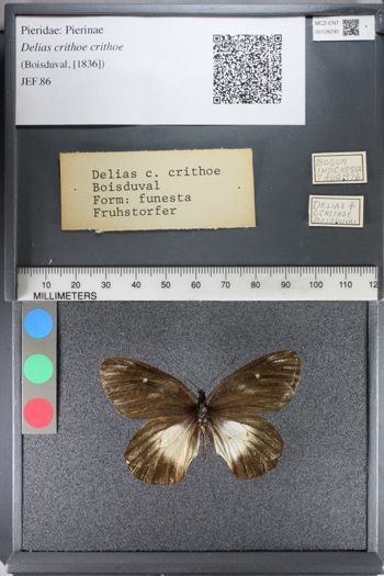 Media type: image;   Entomology 128290